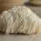 lion's mane mushroom