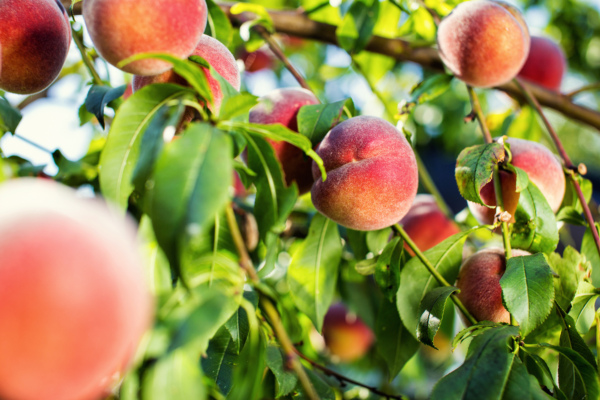 What’s in Season: Peaches – Blk and Fit